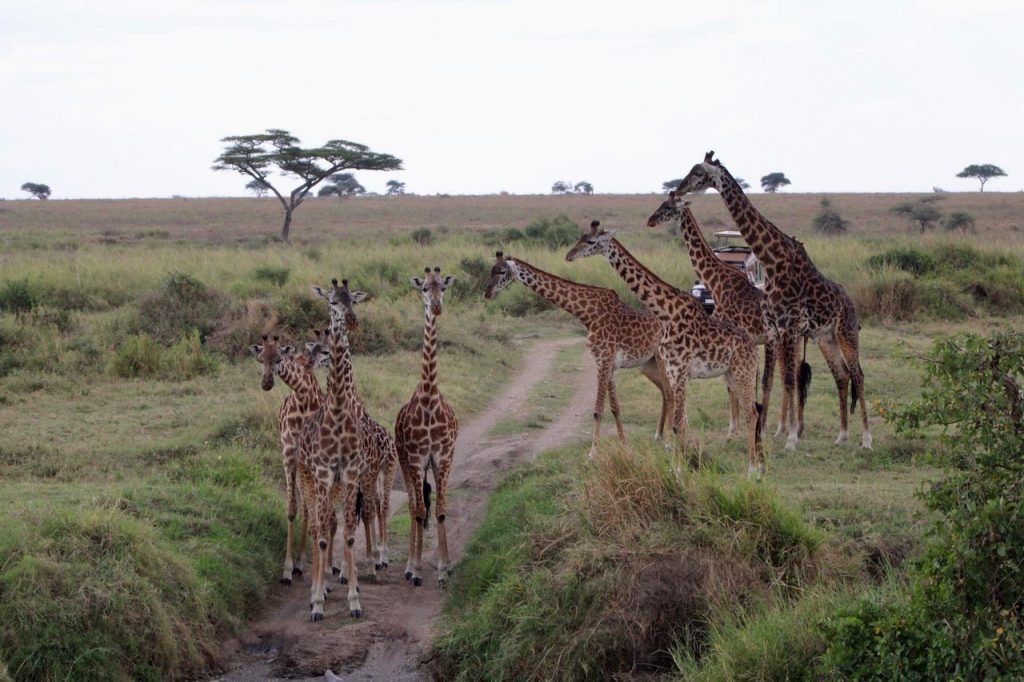 Quels sont les 10 meilleurs parc à voir lors d'un safari en Tanzanie ?