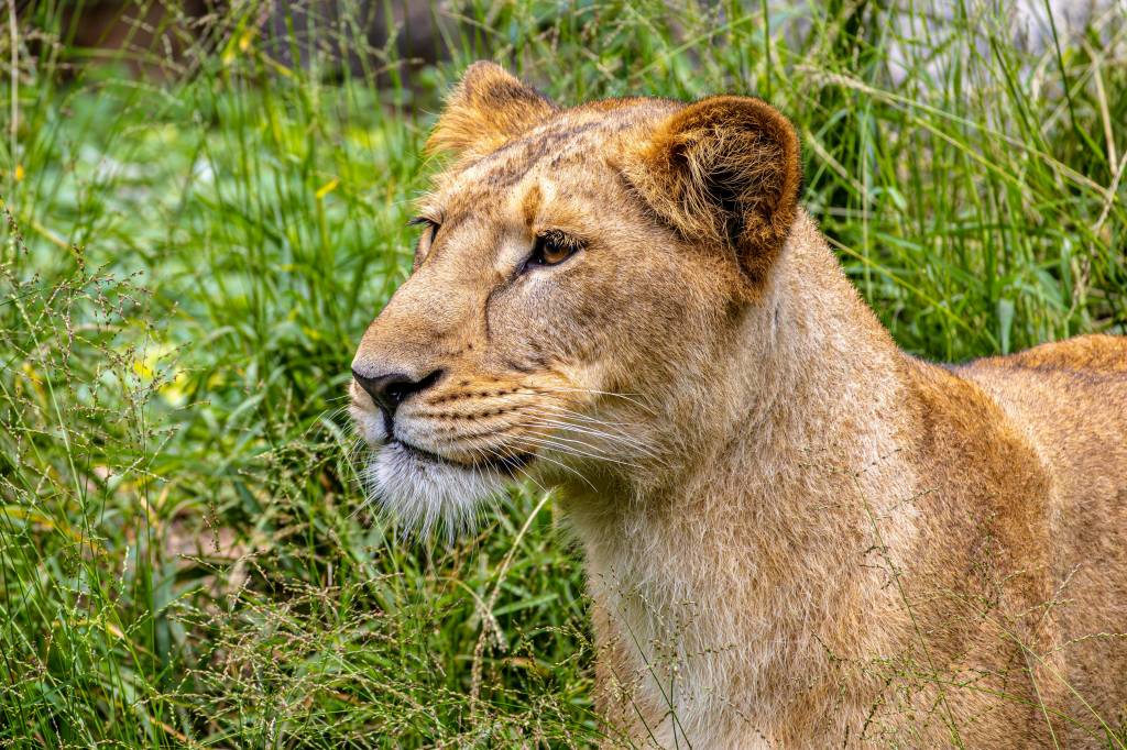 Voyage sur mesure au Kenya : vivez l’aventure à votre rythme